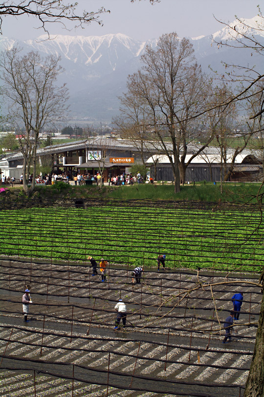 pic6.jpg(152748 byte)