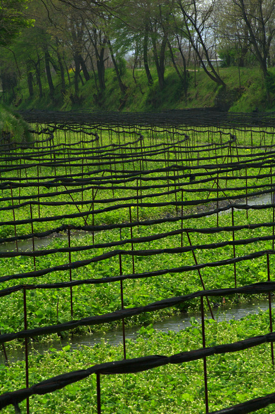 pic6.jpg(152748 byte)