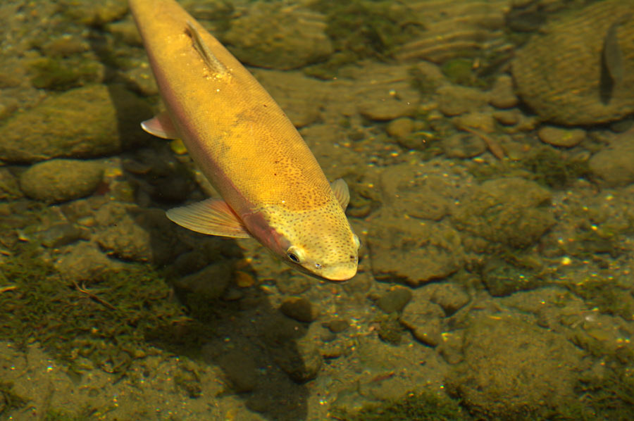 pic6.jpg(152748 byte)