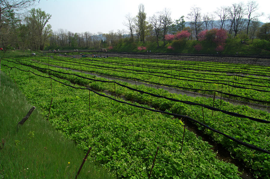 pic6.jpg(152748 byte)