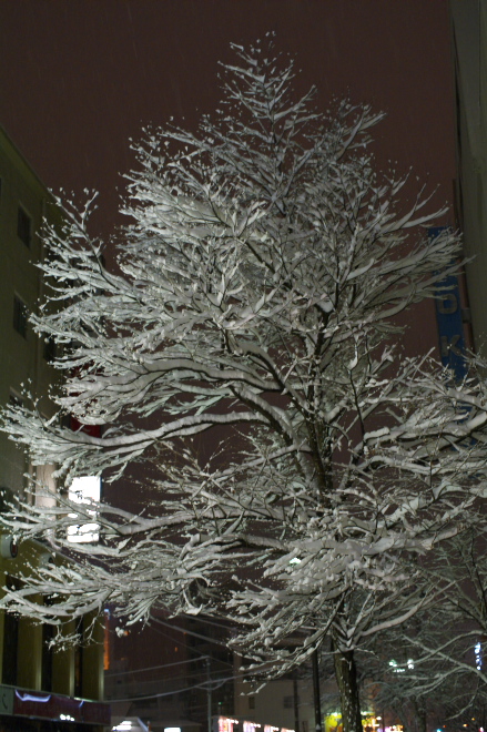 IMGP0161.jpg(238736 byte)