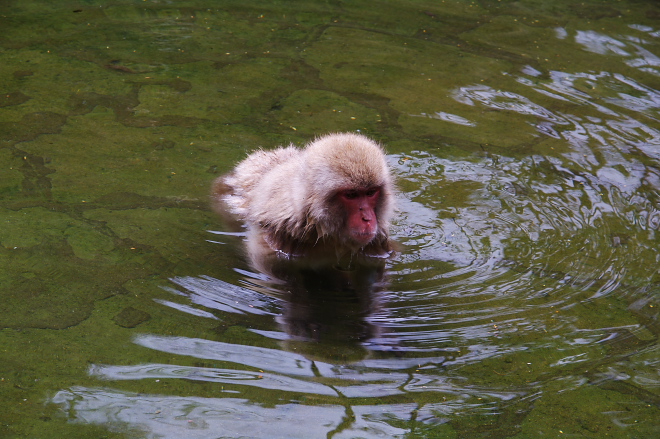 IMGP0063.jpg(219776 byte)