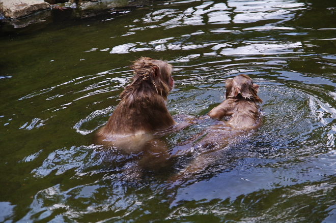 IMGP0118.jpg(253339 byte)