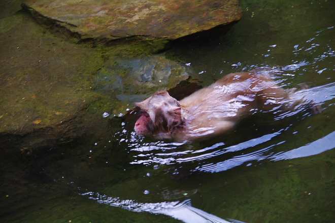 IMGP0122.jpg(193129 byte)