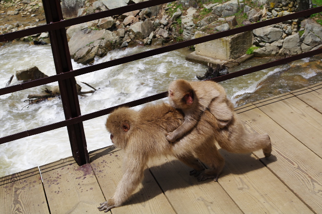 IMGP0139.jpg(228177 byte)