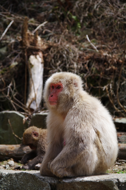 IMGP0168.jpg(194090 byte)