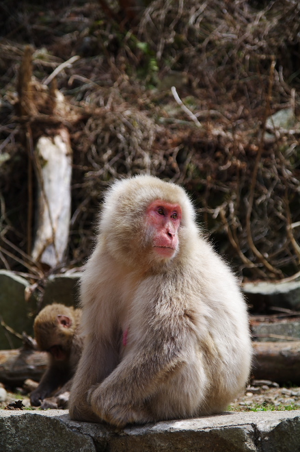 IMGP0170.jpg(194063 byte)