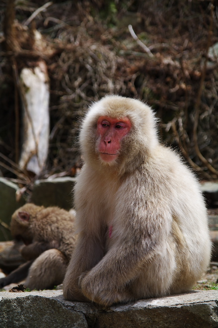 IMGP0173.jpg(180532 byte)