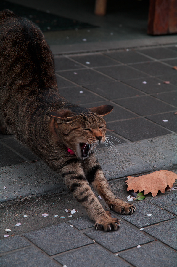 IMGP0282.jpg(335176 byte)