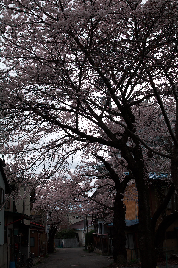 IMGP0290.jpg(551664 byte)