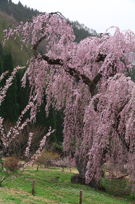 IMGP0064.jpg(309340 byte)