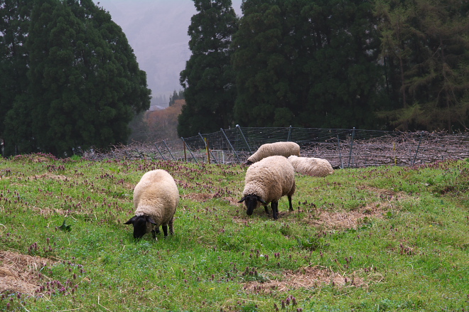 IMGP0125.jpg(270627 byte)