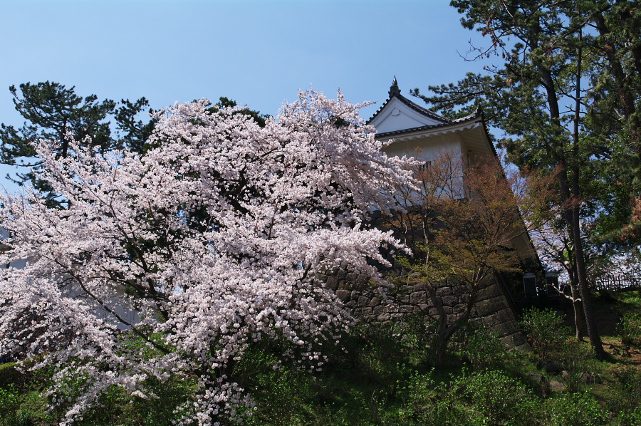 IMGP0103.jpg(546221 byte)