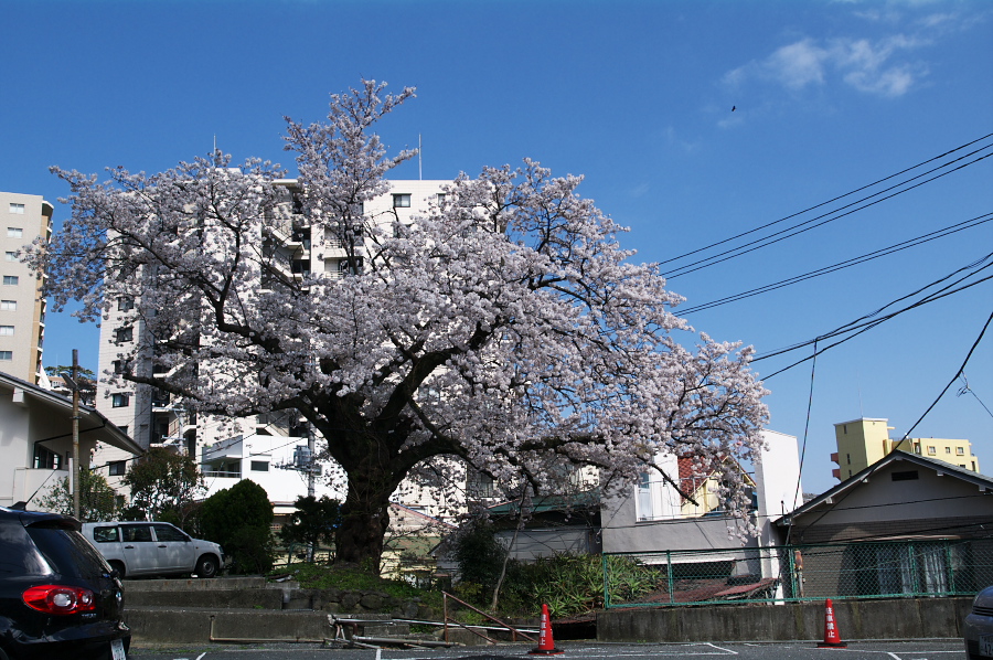 IMGP0228.jpg(422684 byte)