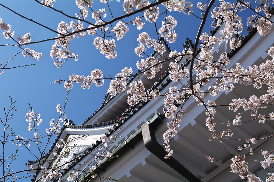 IMGP0021.jpg(458253 byte)