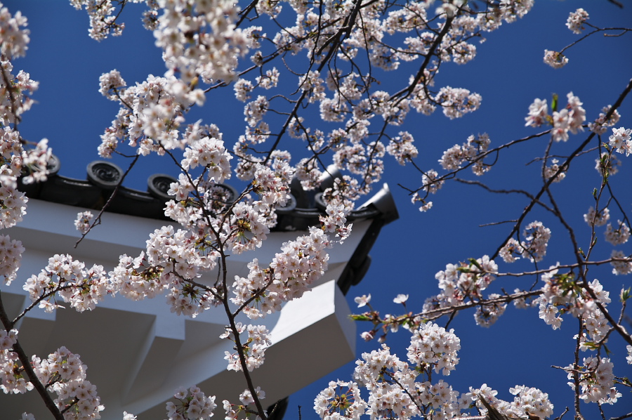 IMGP0026.jpg(400392 byte)