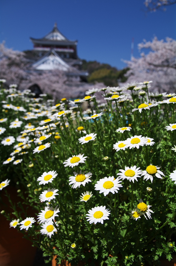 IMGP0066.jpg(331927 byte)