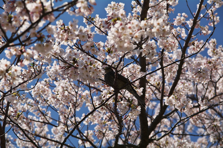 IMGP0085.jpg(456343 byte)