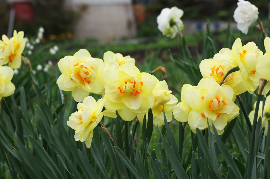 IMGP0768.jpg(263468 byte)