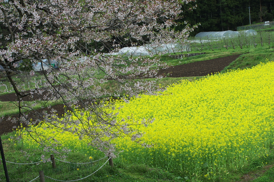 IMGP0794.jpg(642730 byte)