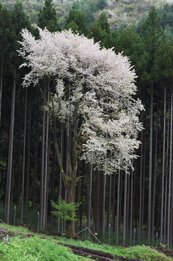 IMGP0796.jpg(509402 byte)