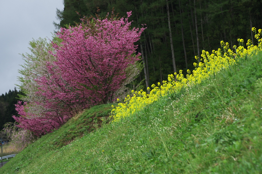 IMGP0800.jpg(446082 byte)