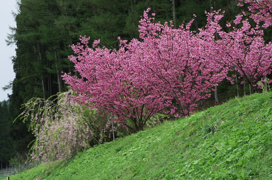 IMGP0810.jpg(597937 byte)