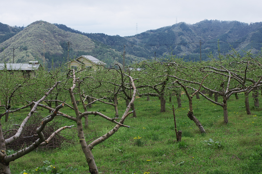 IMGP0818.jpg(479065 byte)