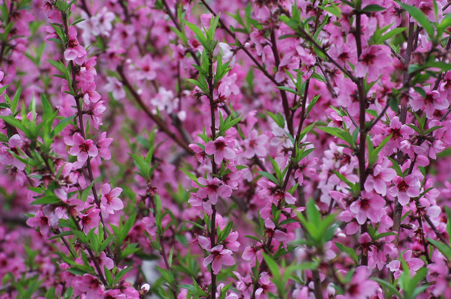 IMGP0824.jpg(424674 byte)