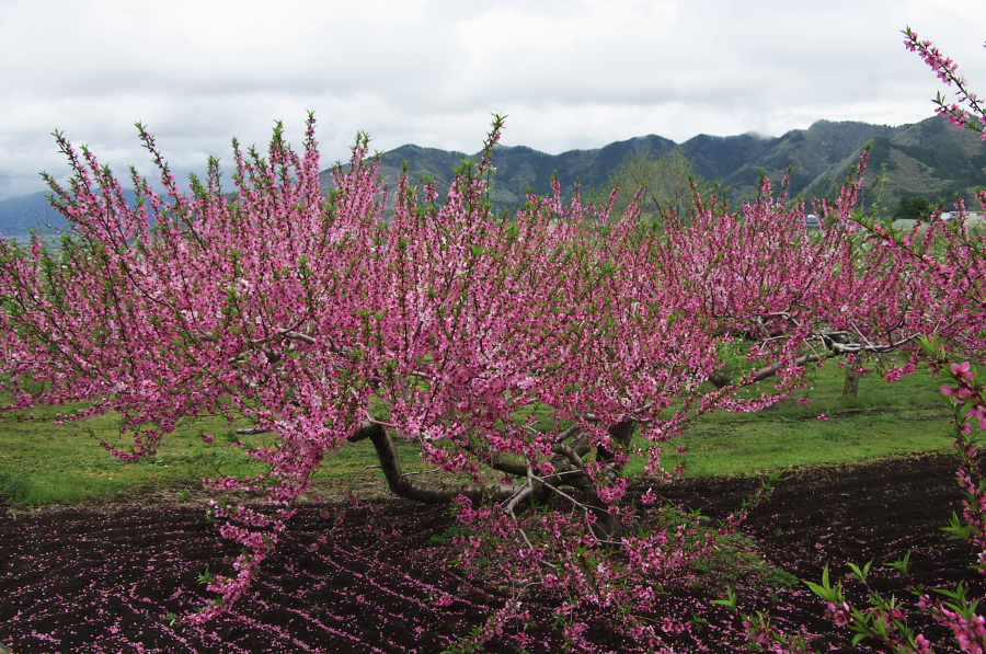 IMGP0836.jpg(537067 byte)