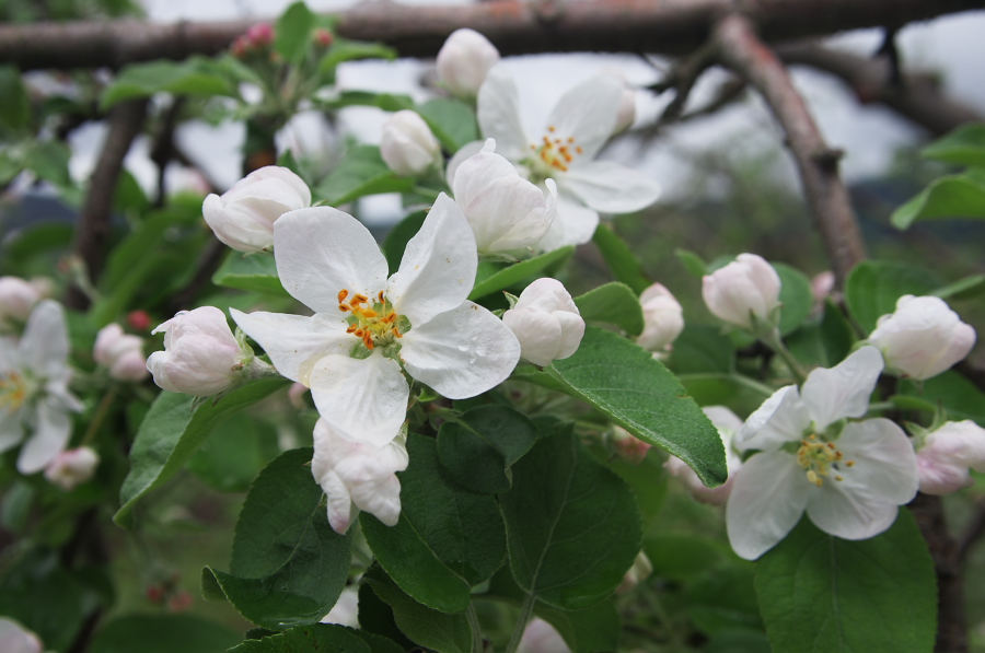 IMGP0838.jpg(217831 byte)