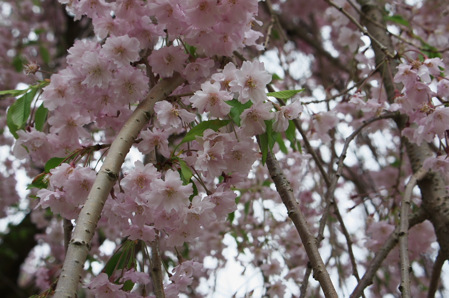 IMGP0871.jpg(321770 byte)