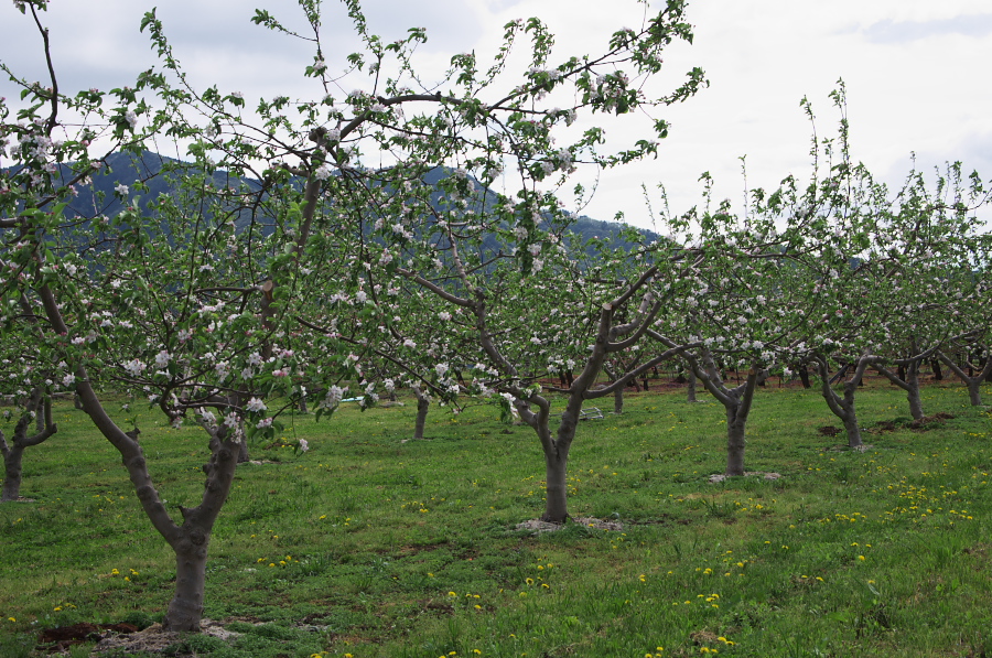 IMGP0901.jpg(525209 byte)