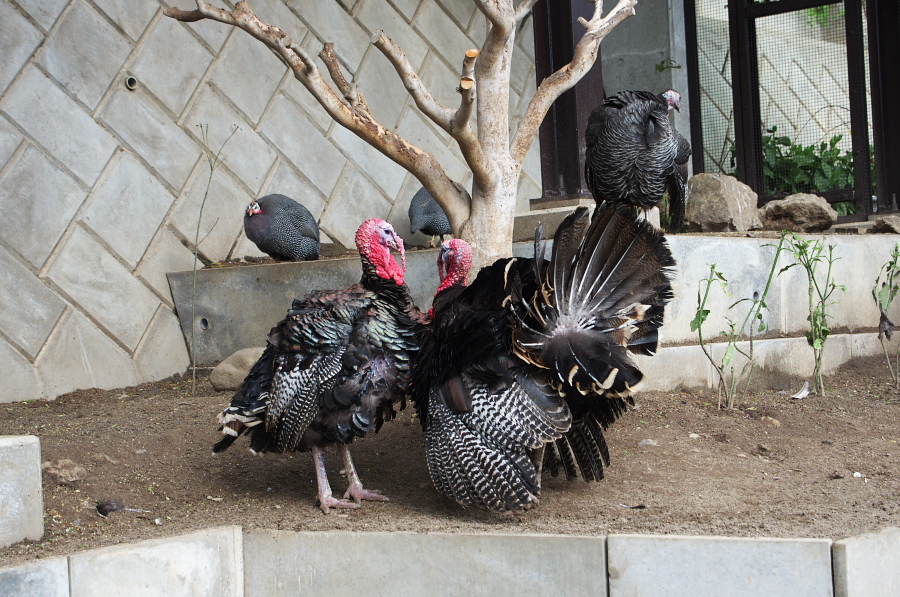 IMGP0917.jpg(441903 byte)