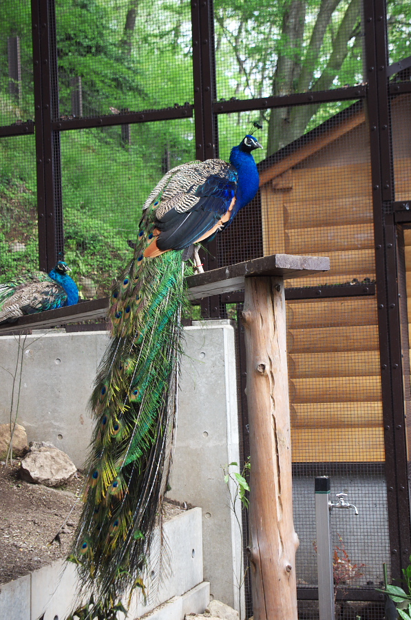 IMGP0919.jpg(485170 byte)