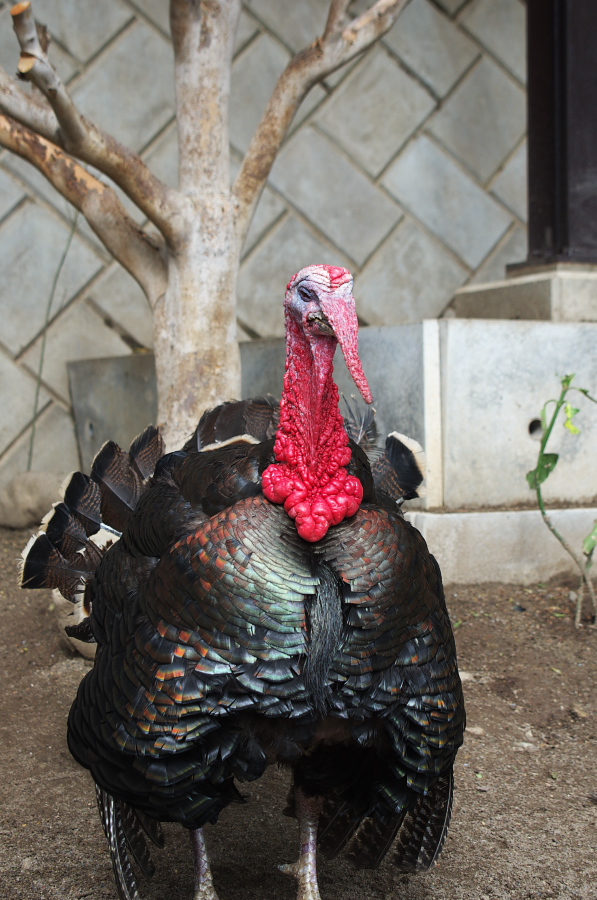 IMGP0925.jpg(341268 byte)