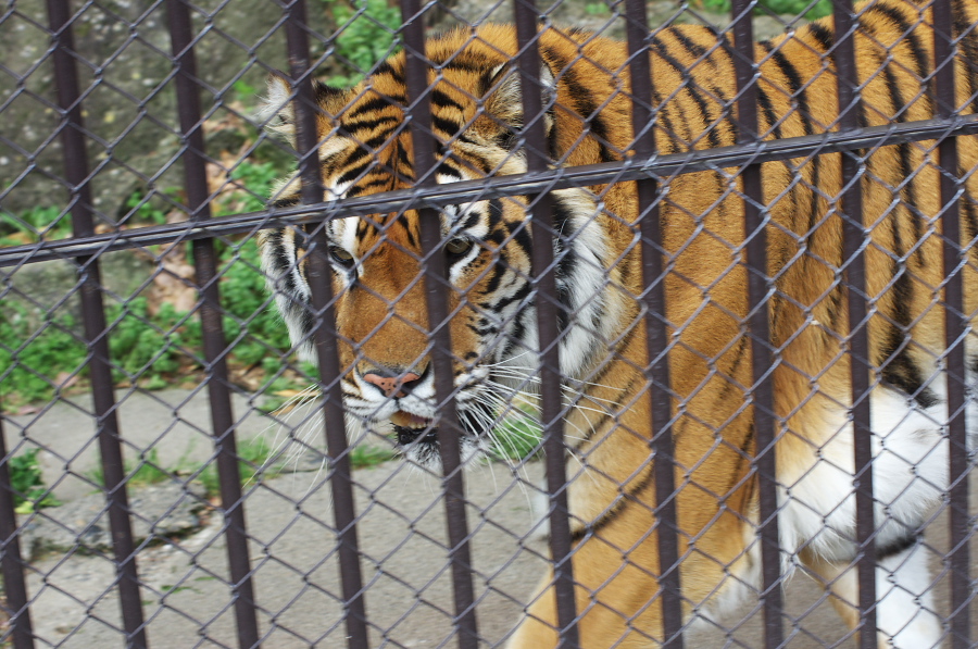 IMGP0937.jpg(412753 byte)