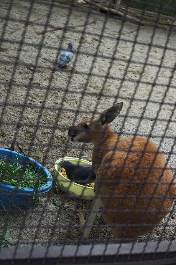 IMGP0939.jpg(401033 byte)