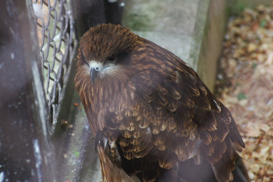 IMGP0943.jpg(318973 byte)