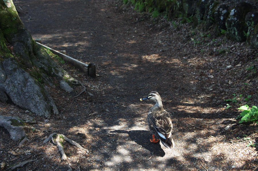 IMGP1132.jpg(486968 byte)