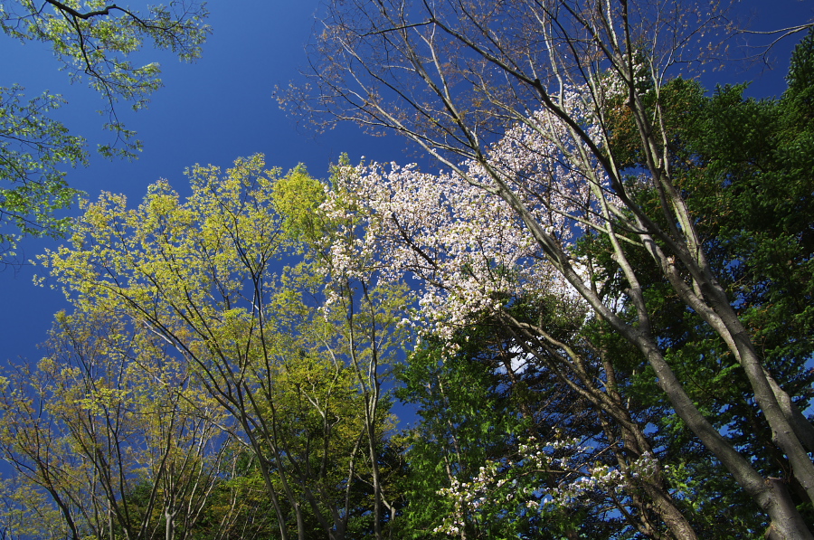 IMGP1318.jpg(615406 byte)