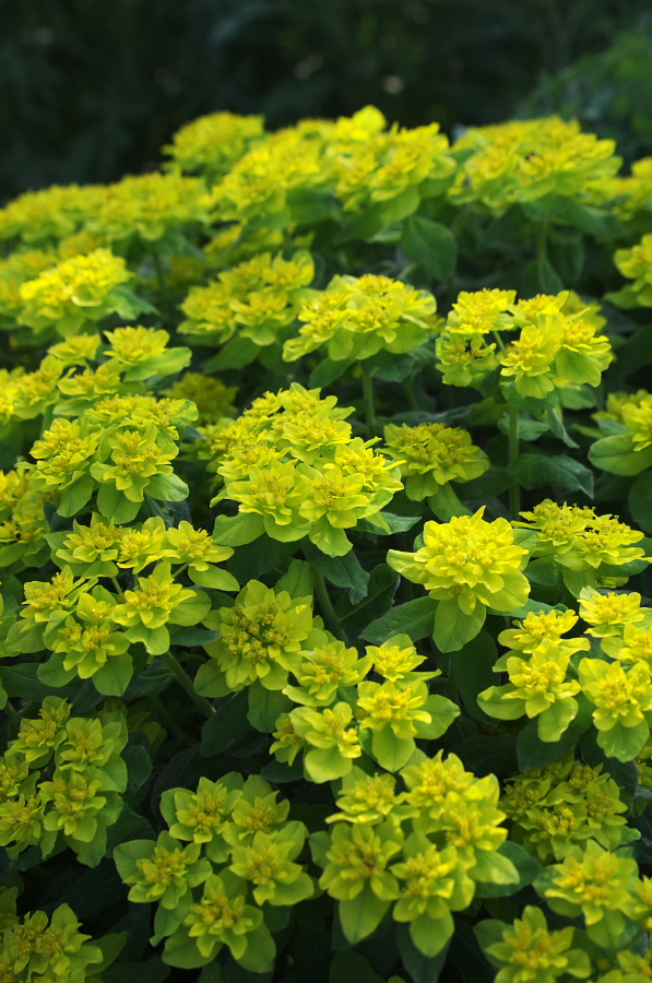 IMGP1376.jpg(360677 byte)