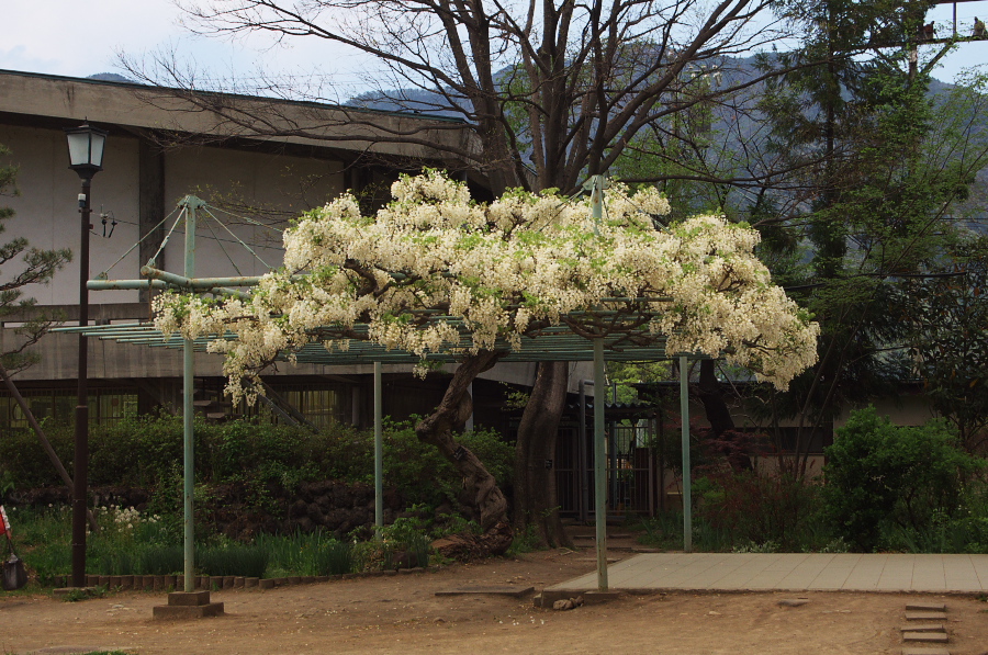 IMGP1400.jpg(465237 byte)