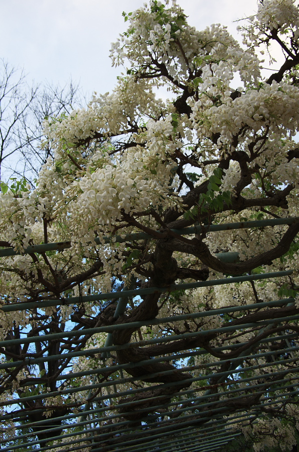 IMGP1404.jpg(505060 byte)