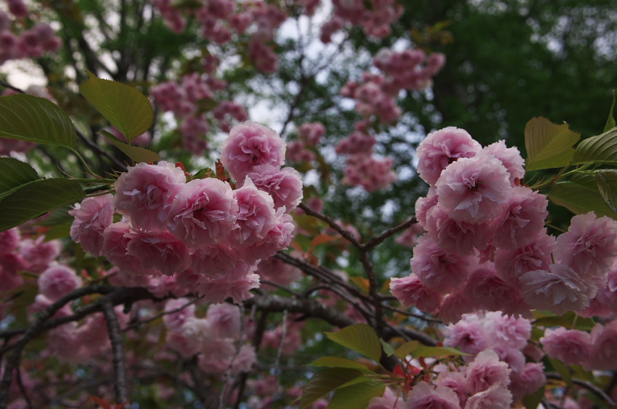 IMGP1410.jpg(282607 byte)