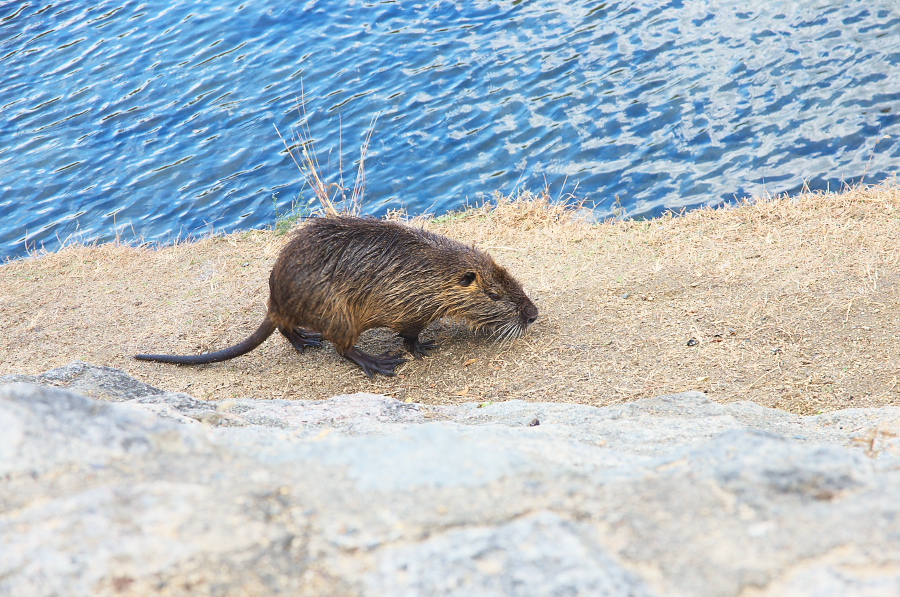 IMGP2417.jpg(481244 byte)