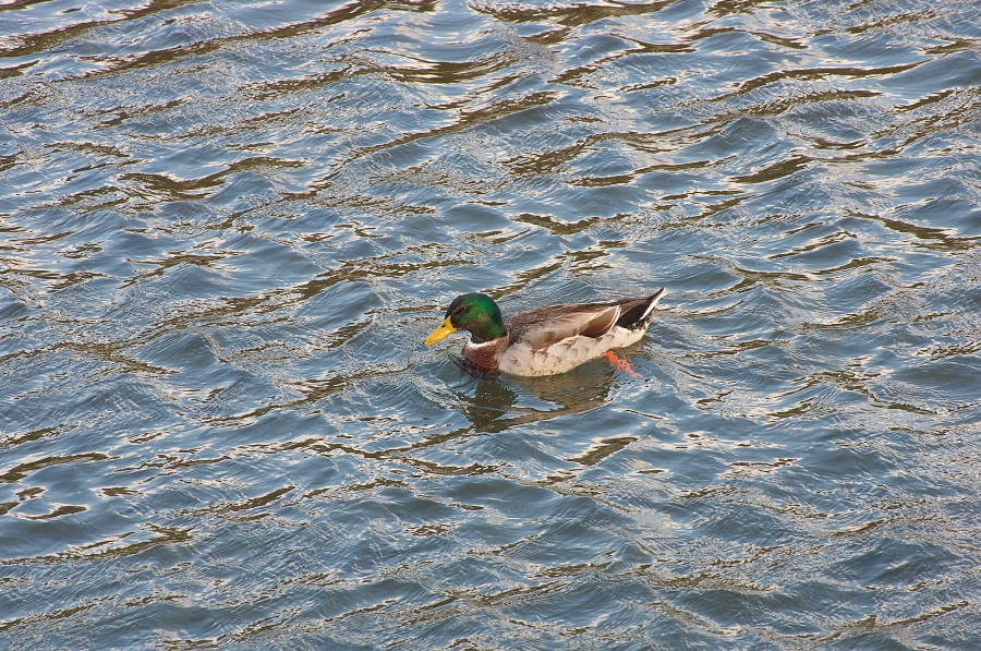 IMGP2430.jpg(623909 byte)