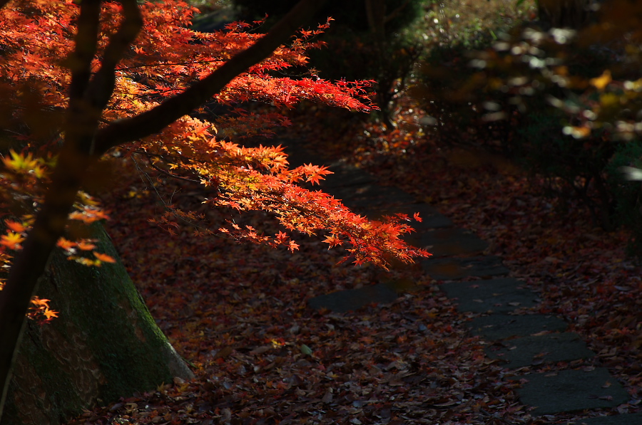 IMGP2441.jpg(364187 byte)