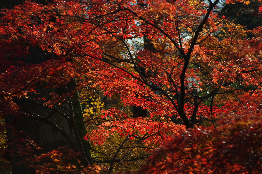 IMGP2457.jpg(591685 byte)