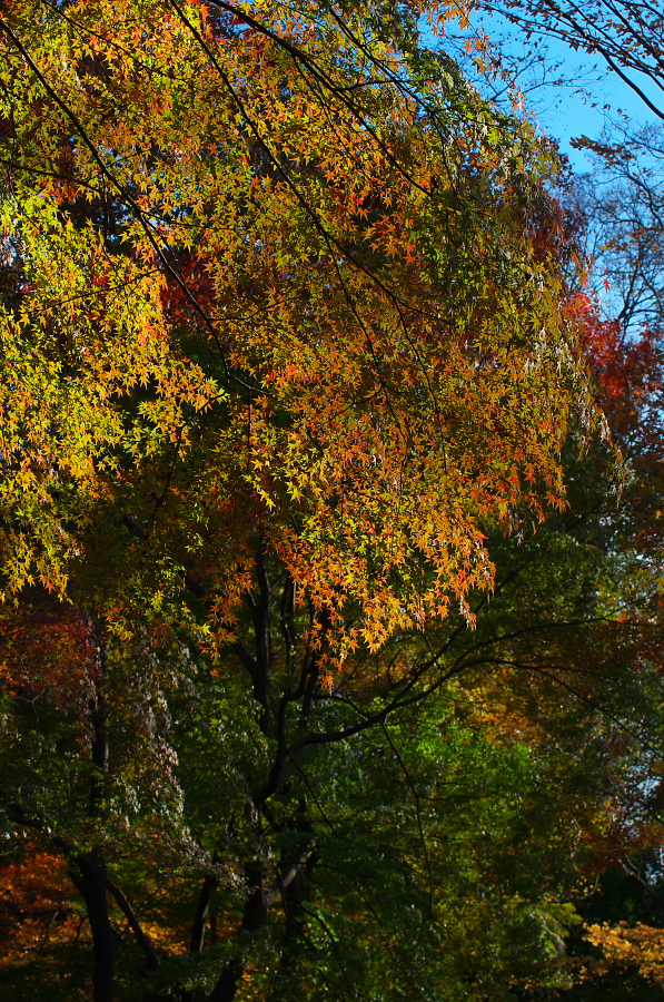 IMGP2481.jpg(710978 byte)